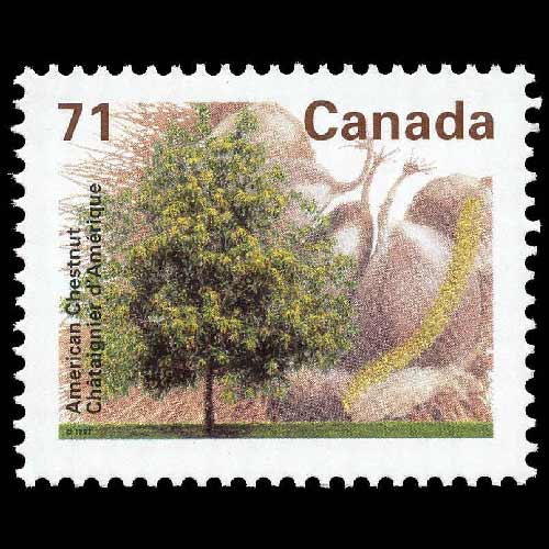 Canada postage - Castanea dentata (American chestnut)