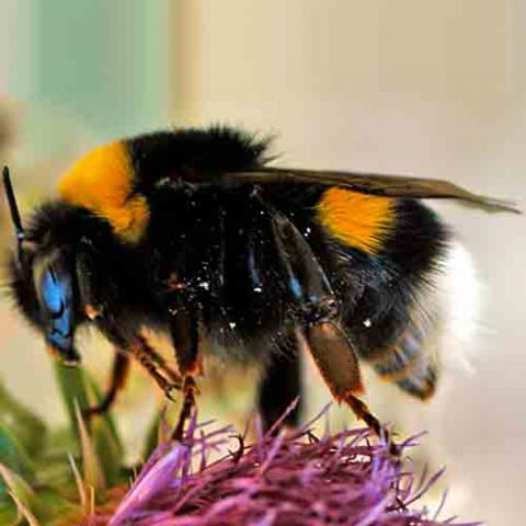 Bombus polaris (Arctic bumblebee)