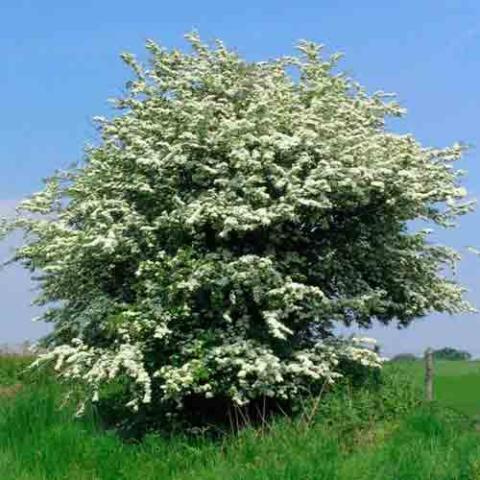 Crataegus monogyna (Common hawthorn) tree