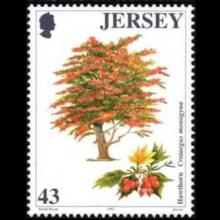Jersey postage - Crataegus monogyna (Common hawthorn)