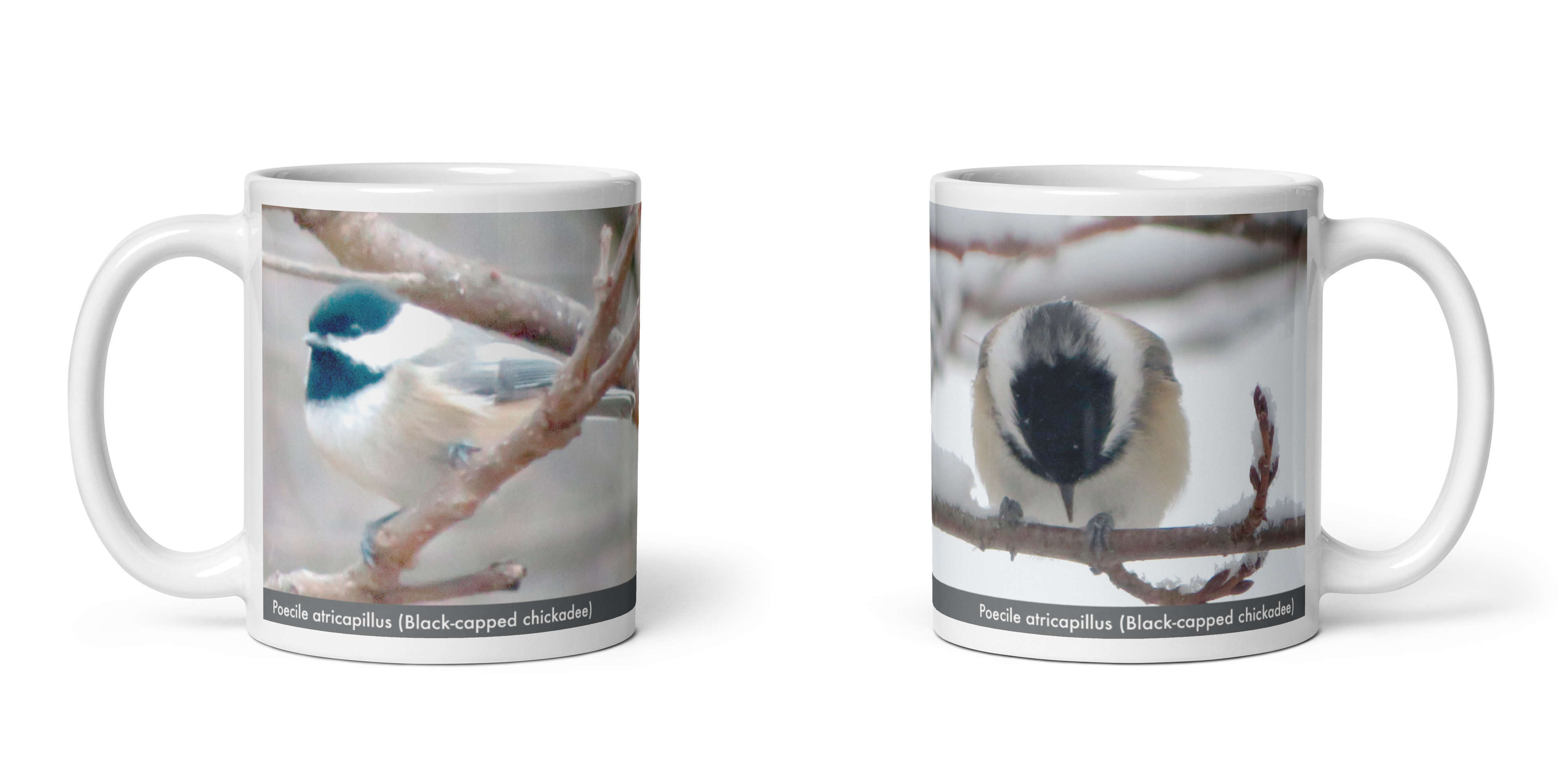 Poecile atricapillus (Black-capped chickadee) mug