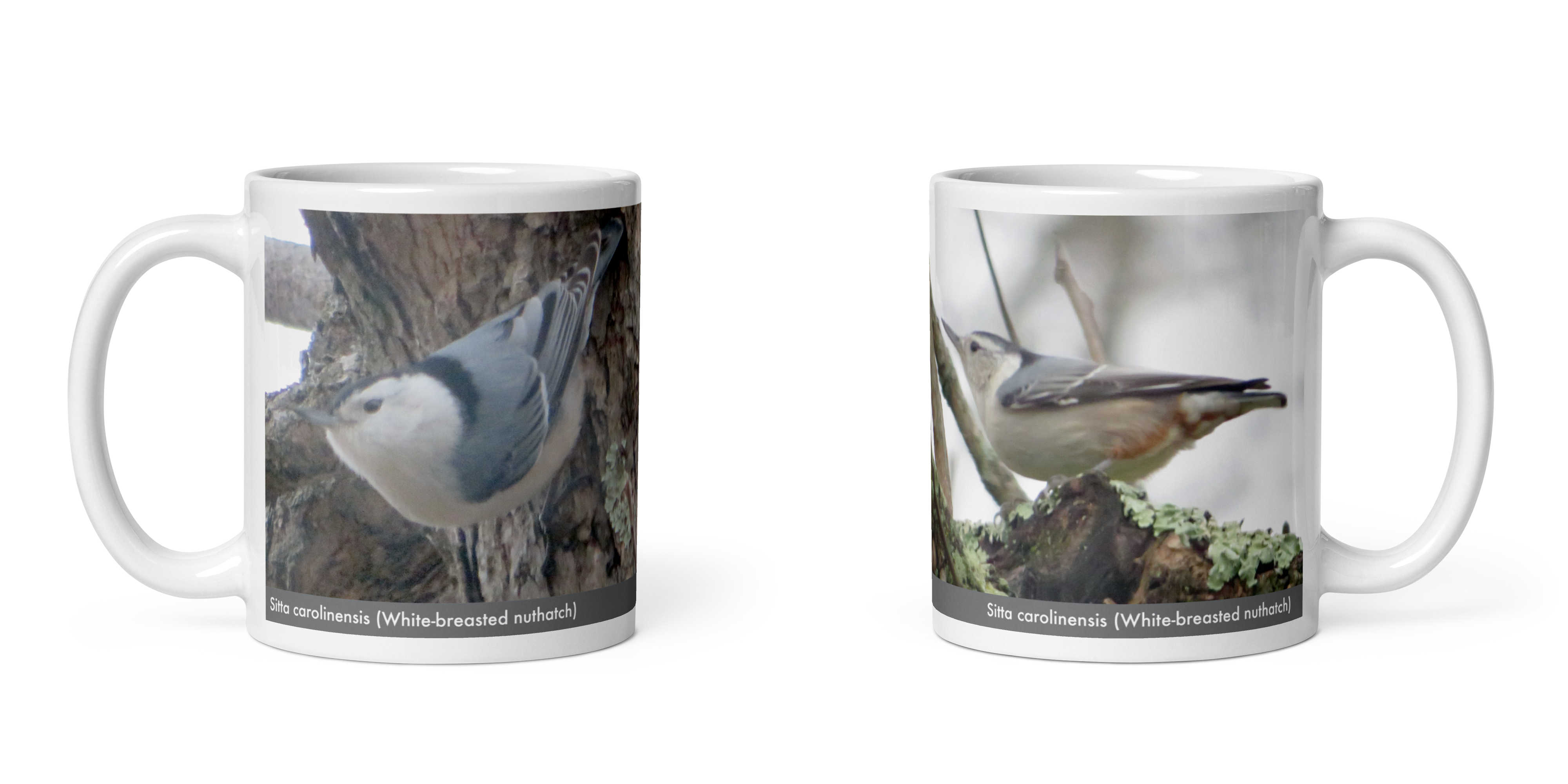 Sitta carolinensis (White-breasted nuthatch) mug