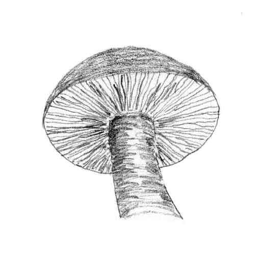 Hymenium type: Gills (the description of the fruiting surface)