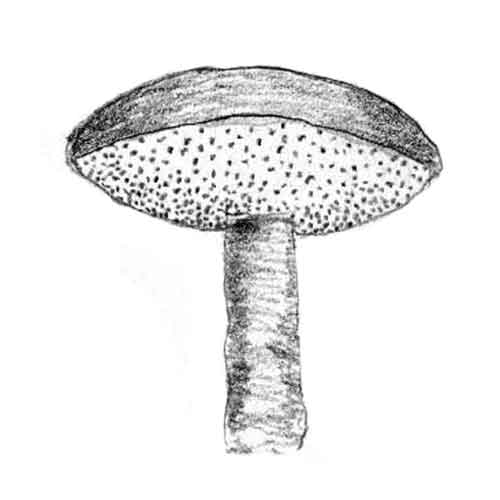 Hymenium type: Pores (the description of the fruiting surface)