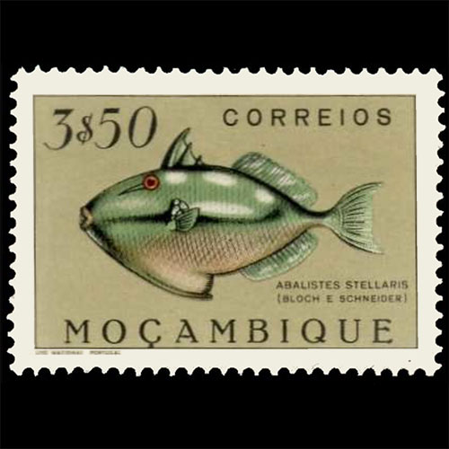 Mozambique postage - Abalistes stellaris (Starry triggerfish)