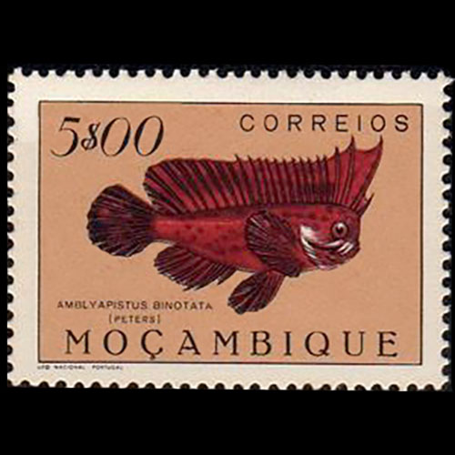 Mozambique postage - Ablabys binotatus (Redskinfish)