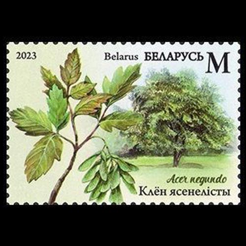 Belarus postage - Acer negundo (Box elder)