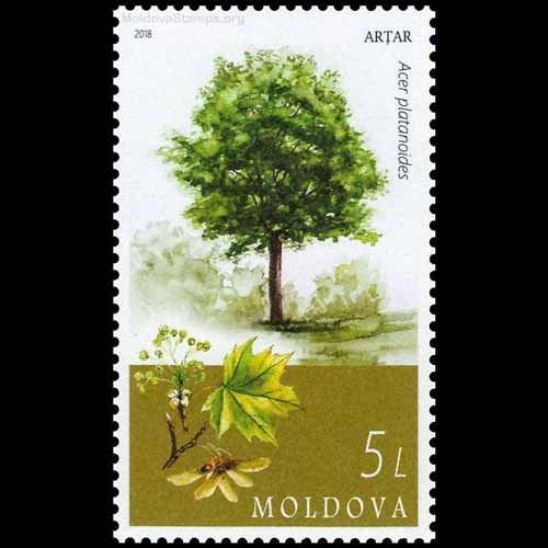 Moldova postage - Acer platanoides (Norway maple)