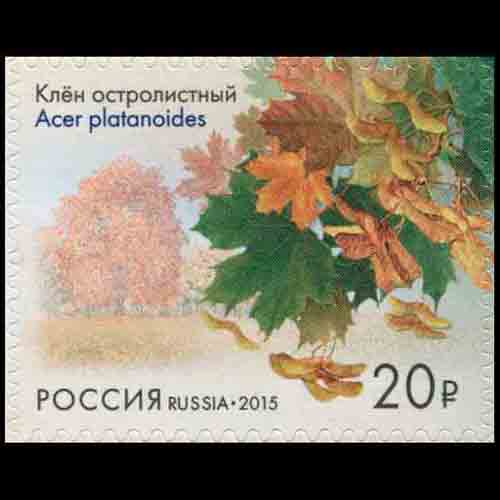 Russia postage - Acer platanoides (Norway maple)