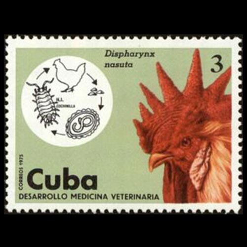 Cuba postage - Acuaria spiralis (Nematode)