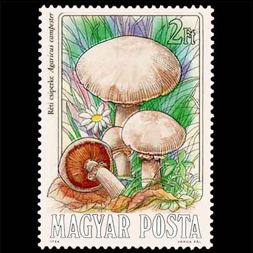 Hungary postage - Agaricus campestris (Field mushroom)