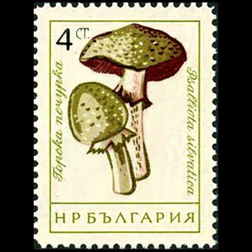 Bulgaria postage - Agaricus silvaticus (Small blood mushroom)