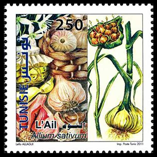 Tunisia postage - Allium sativum (Garlic)