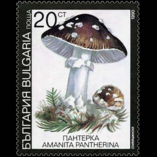 Bulgaria postage (Amanita pantherina)