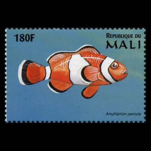 Mali postage - Amphiprion percula (Orange clownfish)