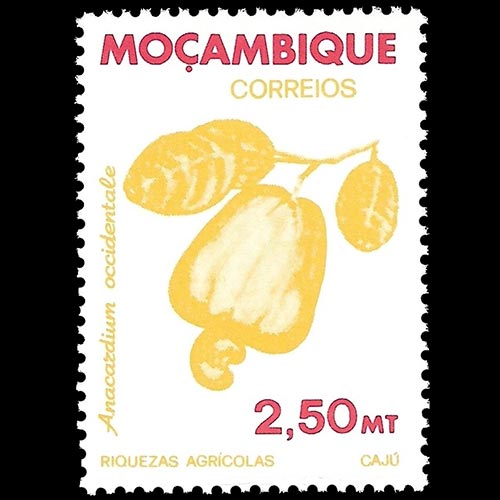 Mozambique postage - Anacardium occidentale (Cashew tree)