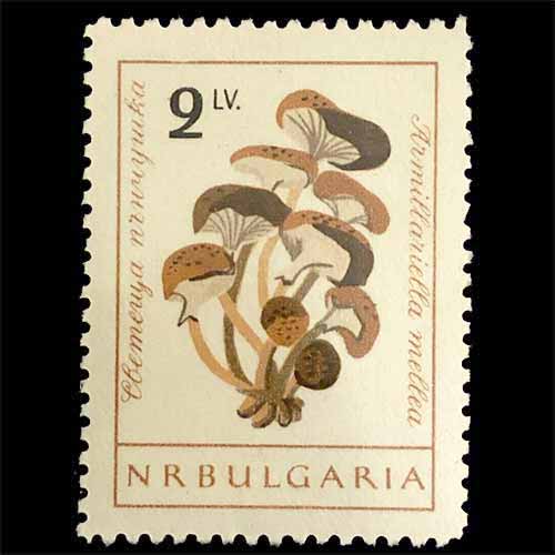 Bulgaria postage - Armillaria mellea (Honey fungus)