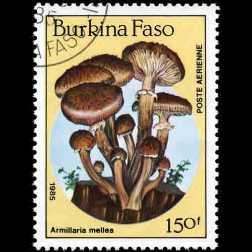 Burkina Faso postage - Armillaria mellea (Honey fungus)
