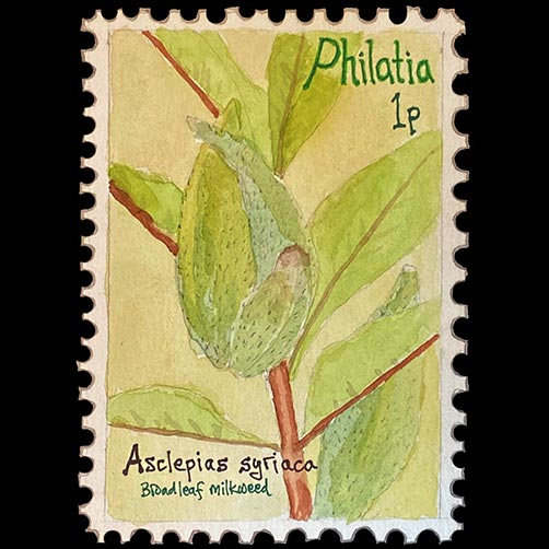 Philatia postage - Asclepias syriaca (Broadleaf milkweed)