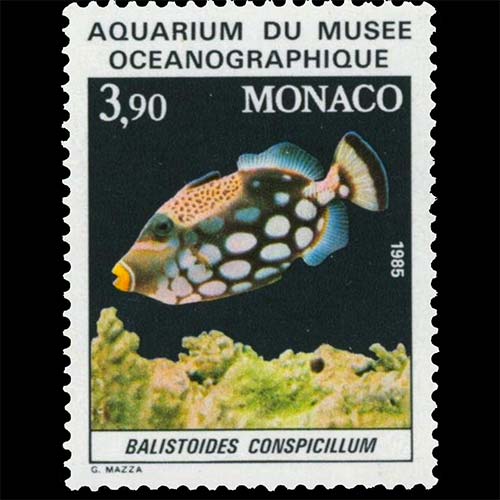 Monaco postage - Balistoides conspicillum (Clown triggerfish)
