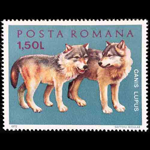 Romania postage - Canis lupus (Gray wolf)