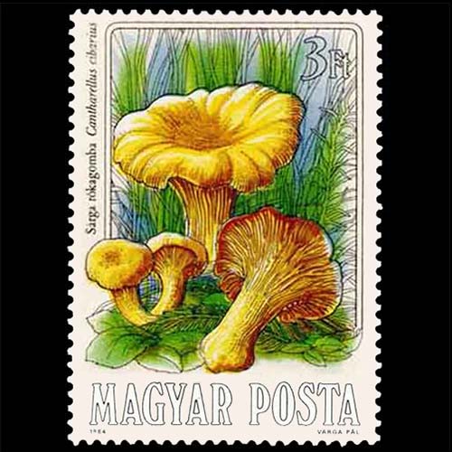 Hungary postage - Cantharellus cibarius (Chanterelle)