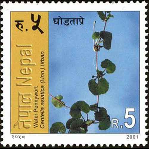 Nepal postage - Centella asiatica (Goto kola)