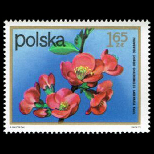 Poland postage - Chaenomeles speciosa (Flowering quince)