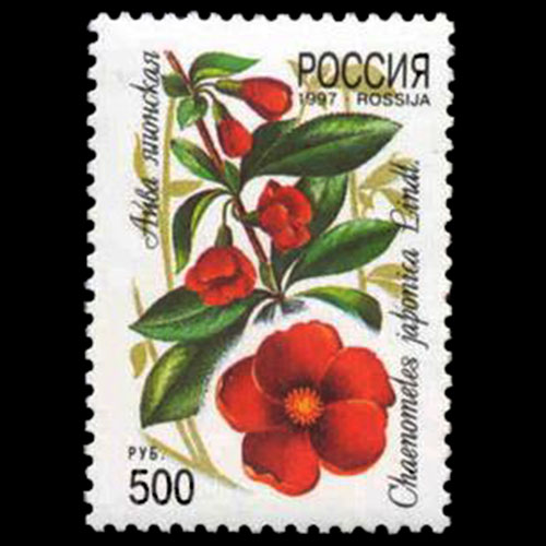 Russia postage - Chaenomeles speciosa (Flowering quince)