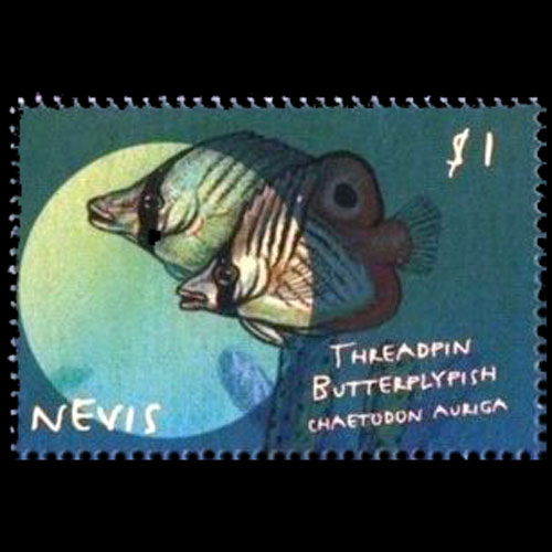 Nevis postage - Chaetodon auriga (Threadfin butterflyfish)