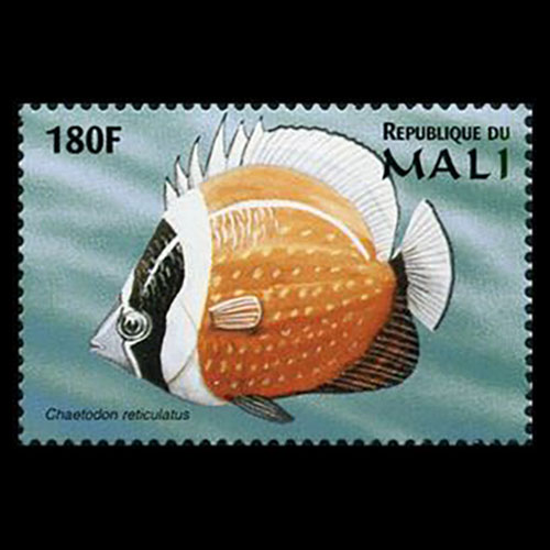 Mali postage - Chaetodon kleinii (Sunburst butterflyfish)