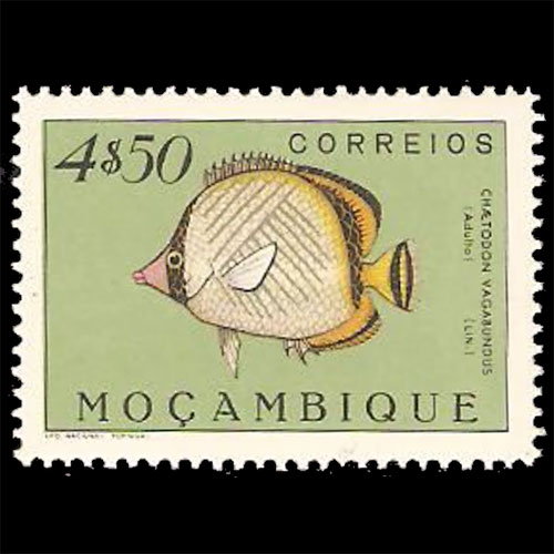 Mozambique postage - Chaetodon vagabundus (Vagabond butterflyfish)