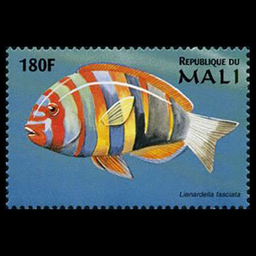 Mali postage - Choerodon fasciatus (Harlequin tuskfish)