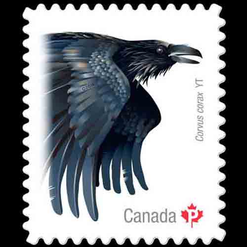 Canada postage - Corvus corax (Common raven)