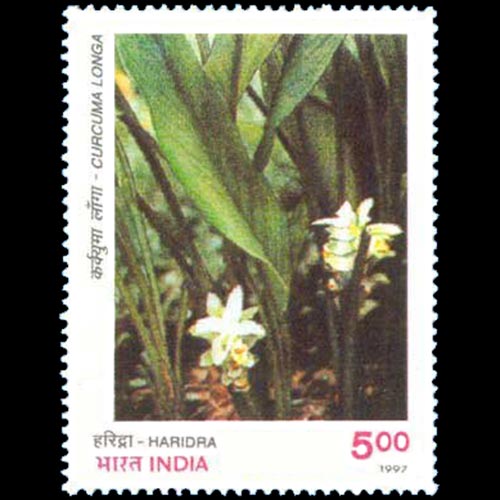 India postage - Curcuma longa (Turmeric)