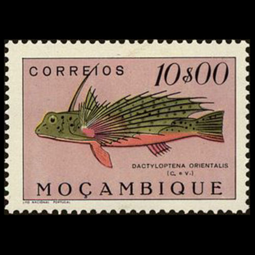 Mozambique postage - Dactyloptena orientalis (Oriental flying gurnard)