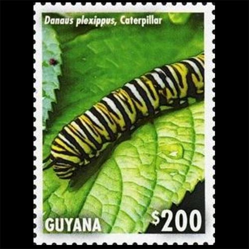 Guyana postage - Danaus plexippus (Monarch butterfly) Caterpillar