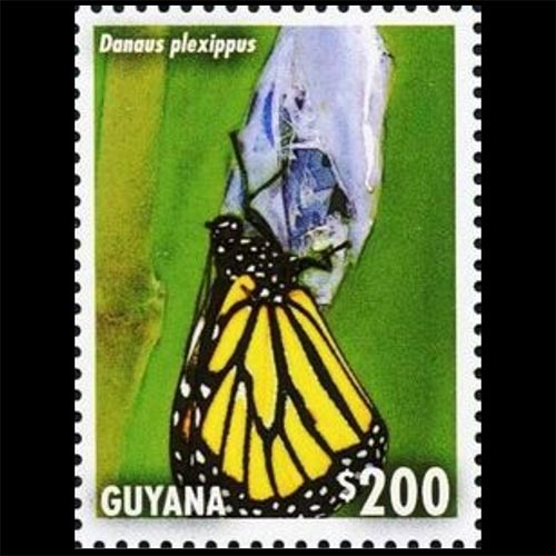 Guyana postage - Danaus plexippus (Monarch butterfly) Emerging from chrysalis
