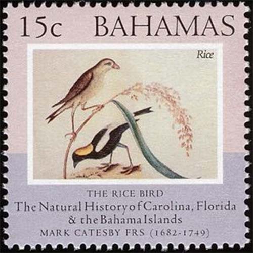 Bahamas postage - Dolichonyx oryzivorus (Bobolink)