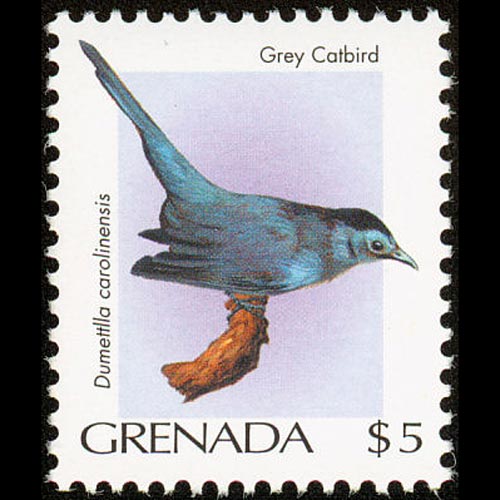Grenada postage - Dumetella carolinensis (Gray catbird)