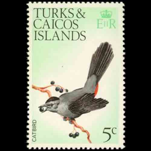 Turks and Caicos Islands - Dumetella carolinensis (Gray catbird)