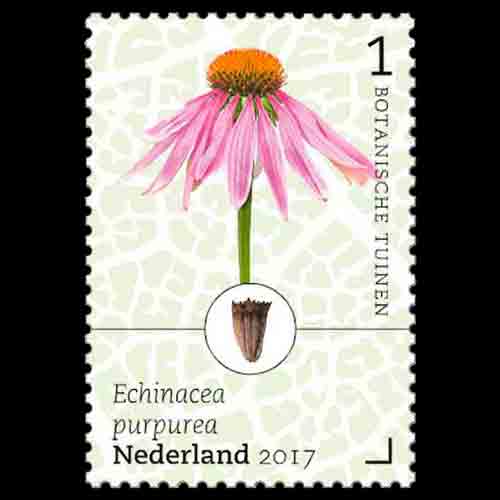 Netherlands postage - Echinacea purpurea (Purple coneflower)