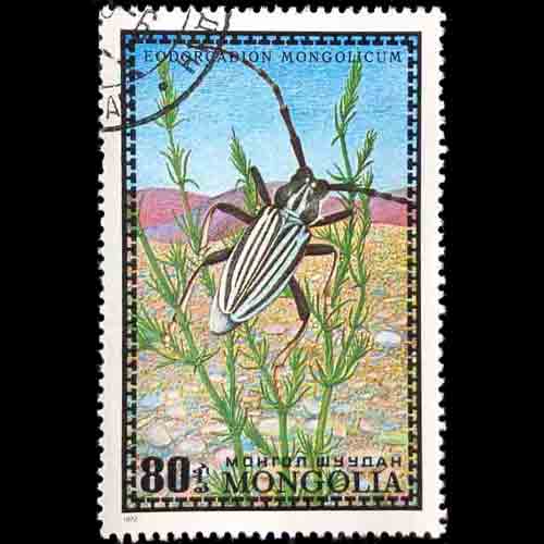 Mongolia postage - Eodorcadion gorbunovi (Longhorn beetle)