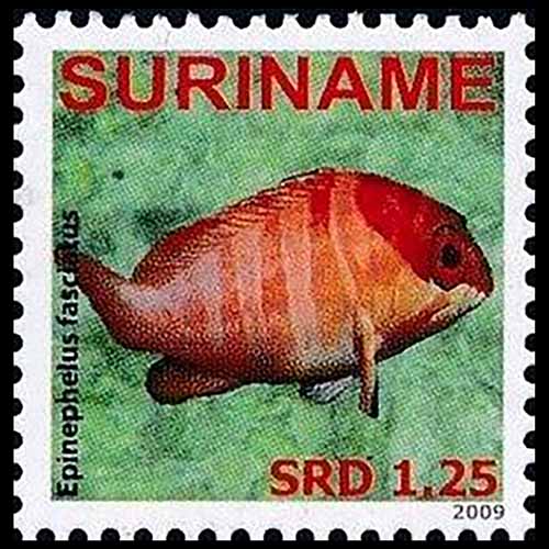 Suriname postage - Epinephelus fasciatus (Black-tipped rock cod)