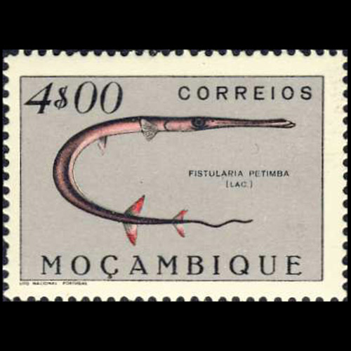 Mozambique postage - Fistularia petimba (Red cornetfish)