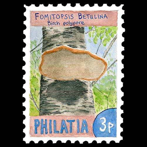 Philatia postage - Fomitopsis betulina (Birch polypore)