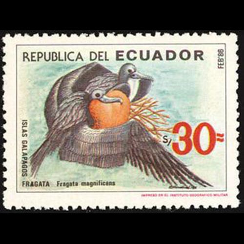 Ecuador postage - Fregata magnificens (Magnificent frigatebird)