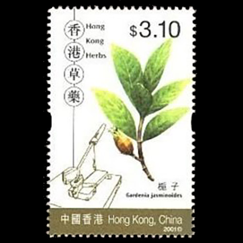 Hong Kong postage - Gardenia jasminoides (Gardenia)