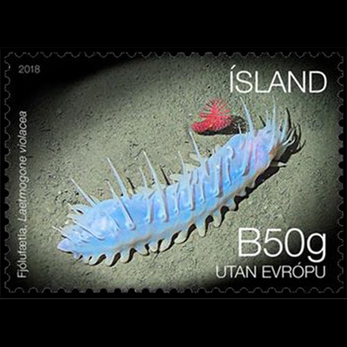 Iceland postage - Laetmogone violacea (Sea cucumber)