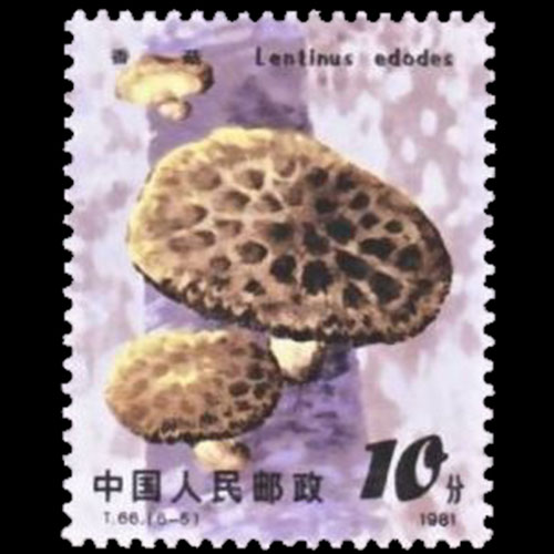 China postage - Lentinula edodes (Shiitake mushroom)